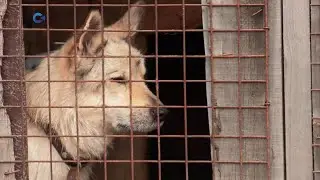 Первый петрозаводский общественный приют нуждается в помощи горожан