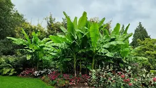 Vancouver - MASSIVE Musa Basjoo Banana plants in the VanDusen Botanical Gardens