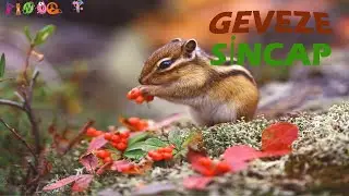 Geveze Sincap | Pinocet Masalları