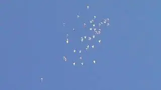 Пермские гривуны. Полеты.