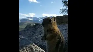 Chipmunks Eating Nuts In the Colorado Mountains