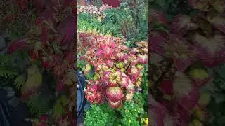 🍂🍁🪴Колеус в сентябре/Растения для сада/ Колеус Аватар- король среди колеусов!!!