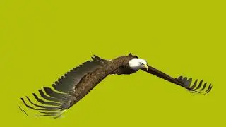 Eagle flying and move on green screen cartoon characters no copyright