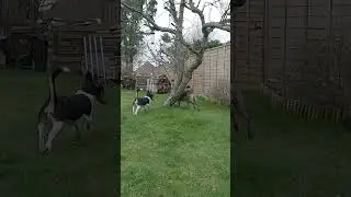 2 Dogs Trick - Go Around Opposite Way!