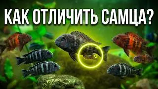 Ответы на популярные вопросы: быстро и легко