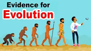 Evidence for Evolution | What is the Evidence for Evolution? | Home Revise