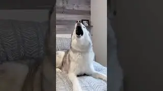 Get Your Funny Fix! Silliest Noises Animals Make😂🥰🐈🦮🦜🐿🦔🦫#shorts #funny
