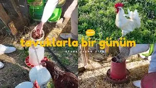 Köyde Bir Günüm: Tavukların Bakımı ve Bereketli Yumurta Toplama