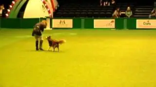 Grietje en Floris Crufts 2011HTM