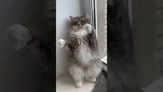 Муха & Алиса #кошки #cat