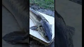 Sturgeon Just a giant, look what came of it 