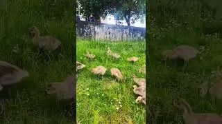 Танцевал под эту песенку в детстве? 🐥🤩😅😂🙃
