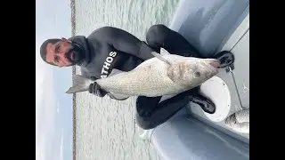 Levrek 10 kg / Seabass 10 Kg