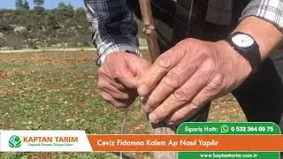 Ceviz Fidanına Kalem Aşı Nasıl Yapılır