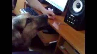 Собака поёт