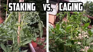 Staking vs. Caging Tomato Plants - PROS and CONS of Each Method | How to Support Tomato Plants
