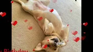 HBD:Pup