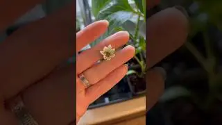 ПЕРЕЦ СБРОСИЛ ВСЕ ЦВЕТКИ!!! Беспощадный май или просто НЕ надо торопиться!!!