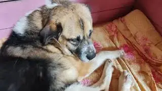Сегодня что-то Мотя грусный.