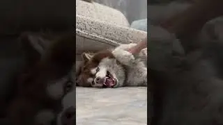 Аж язык прилип к полу😂. 