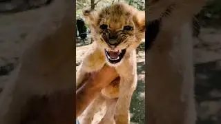 Отельный рай и встреча с львенком! Тайны и приключения в Турции