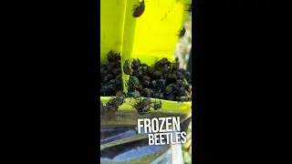 Chickens Eating FROZEN Japanese Beetles