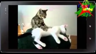 Котенок делает массаж кошке