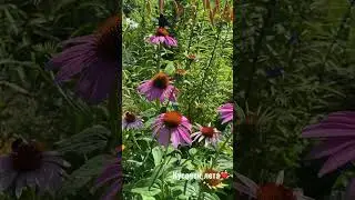 #live Яркие краски лета🌸