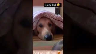 A day spent watching t.v with labradog | full day masti with dog | funny dog