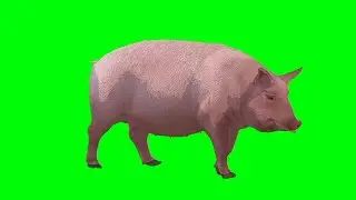 Pig Green screen animation||Green screen video 