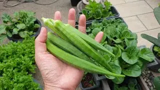 5 TIPS FOR OKRAS | Essential must knows for beginners