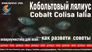 кобольтовый лялиус, Cobalt Colisa lalia, советы по разведению, что делать, råd om avl