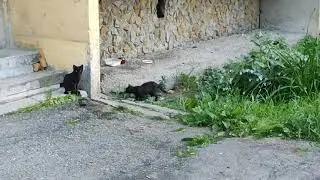 Котята у подъезда