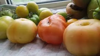 The time has come! Ripening Tomatoes indoors🍅🌧️