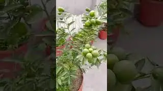 #shortvideo #viralshorts #viral #shortsfeed