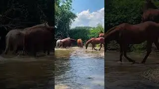 Horse Herd Joins Us On The River