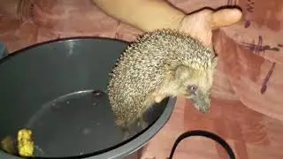Ёжики - это не только ценный мех..ёжики любят ласку или как приручить ёжика...