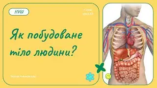 Як побудоване тіло людини?