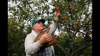Picking apples at Lansdowne Park
