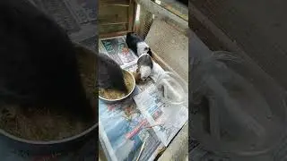 bro invited himself #shorts #animals #funnyanimals #lol #sub #bruh #pets #chickens #guineapigs #ya