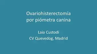 Ovariohisterectomía por piómetra canina