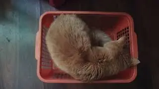 что делать  , что бы кот спал ночью