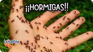 eliminate ants and aphids at home and in the garden - homemade recipe