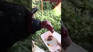 Charly isst Hühnchen - Ein Truthahngeier beim Naschen 😊🦅🦉 #geier #falknerei #fütterung
