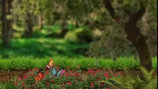Butterfly