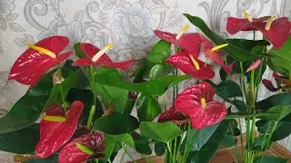 Как правильно обрезать цветы антуриума, чтобы она повторно процвела.    