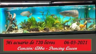Mi acuario de 720 litros 06 03 2021 AROWANA Canción: Abba-Dancing Queen