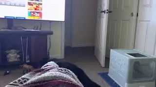 Rafael interested on his own play fetch video😻😼😽