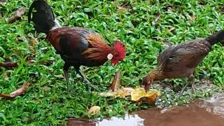 Red Jungle Fowl pair eating a mango