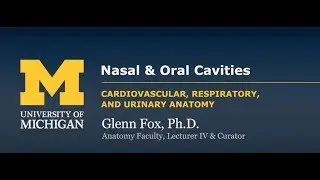 Nasal Cavity